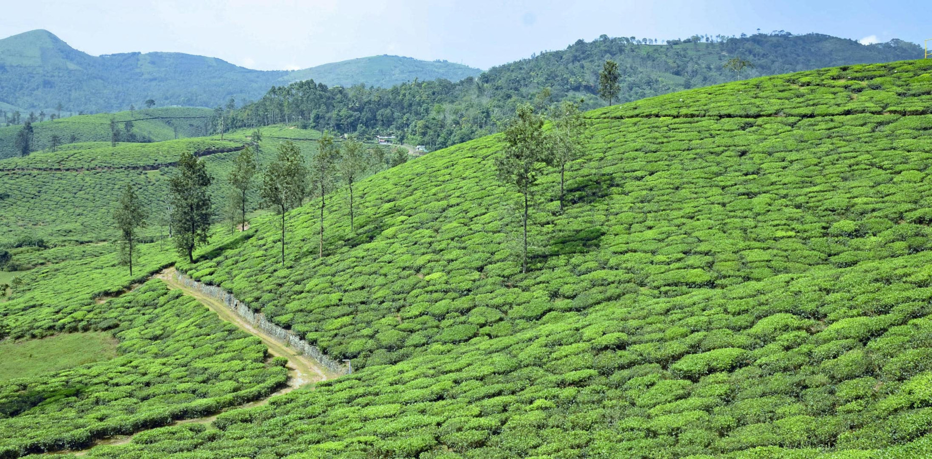Lush Ceylon tea country in Sri Lanka